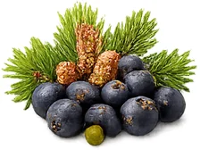 KetoSlim Cream — Kiefernknospen-Extrakt (Pinus Sylvestris)
